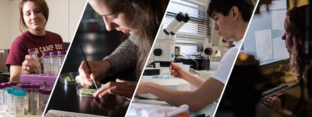 tamu undergraduate research