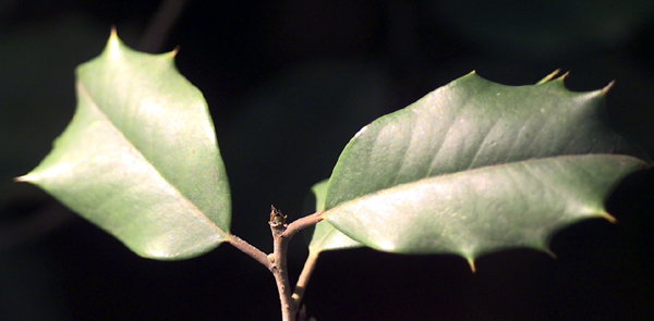 Undergrad Honors Vegetative Characters - Texas A&M Biology