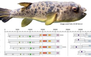 photo of fish above genetics chart