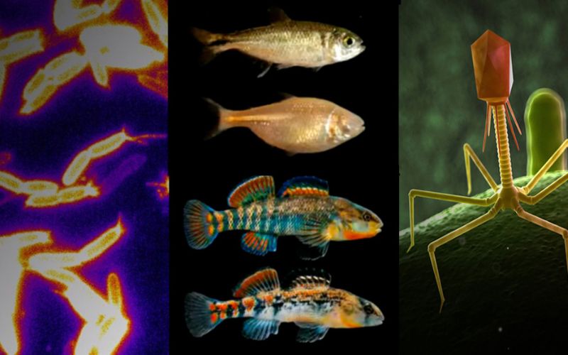 photo of fish, virus, and bacteria