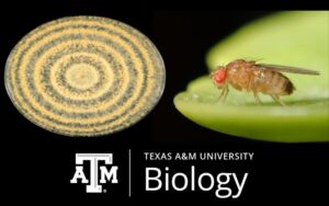 photo with fungi and fruit fly with bio logo