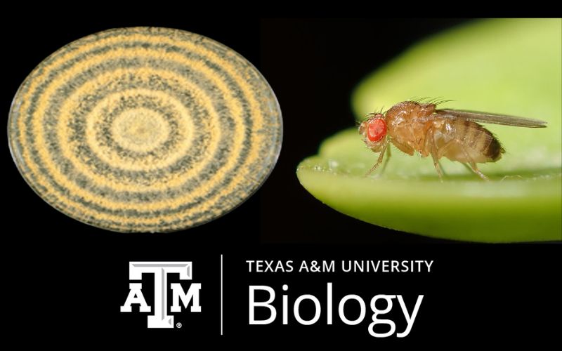 photo of fungus and a fly and the biology logo