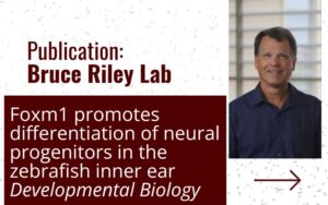 publication Riley lab: Foxm1 promotes differentiation of neural progenitors in the zebrafish inner ear