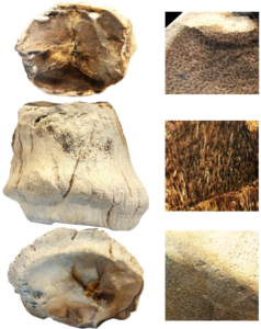 photo of fossils