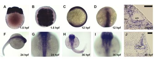 scientific figure of zebra fish development