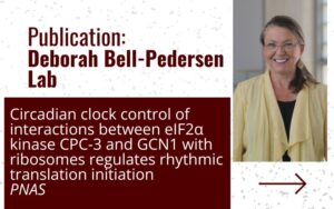 Publication: Deborah Bell-Pedersen Lab Circadian clock control of interactions between eIF2α kinase CPC-3 and GCN1 with ribosomes regulates rhythmic translation initiation PNAS