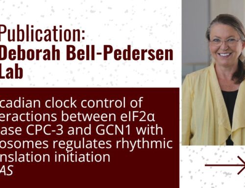 Texas A&M Biology Researchers Unveil How Our Body’s Internal Clock Controls Protein Production