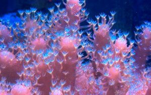 pink coral