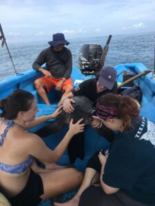 researchesr on a boat in the ocean putting tracker on sea turtle