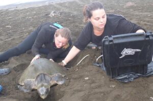 graduate students ultra sounding a turtle on a beach