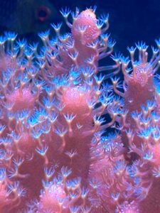 pink coral