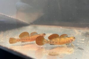 yellow darter fish