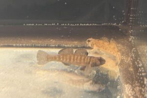 tan darter fish